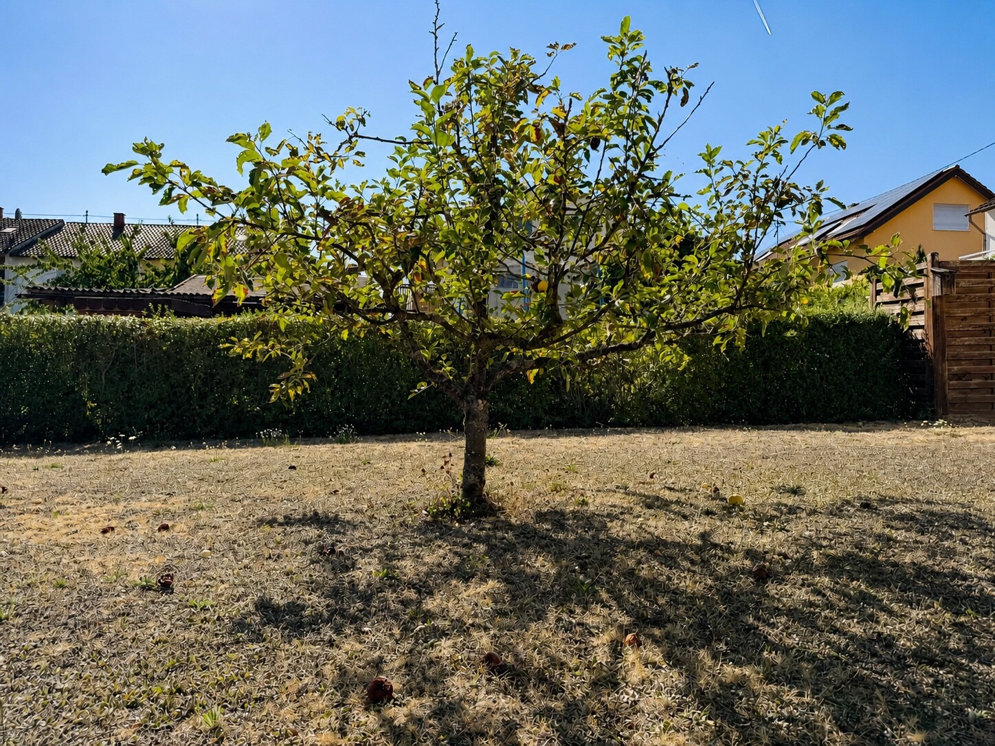 Garten_Mitte